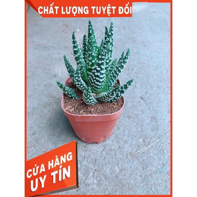 Xương Rồng Móng Rồng