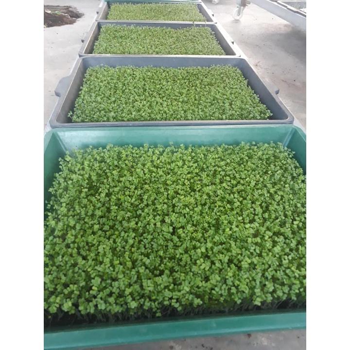 1kg Hạt Giống Rau Mầm Củ Cải Trắng Đà Lạt