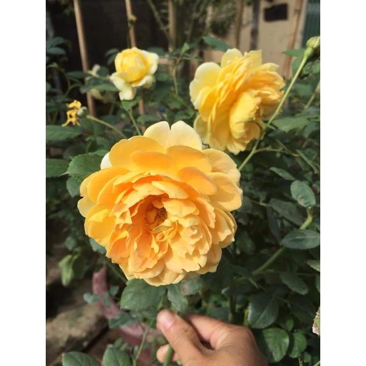 Hoa Hồng Ngoại thân bụi Molineux Rose màu Vàng siêu hot- mùi hương mộc dược - sai hoa - dễ chăm