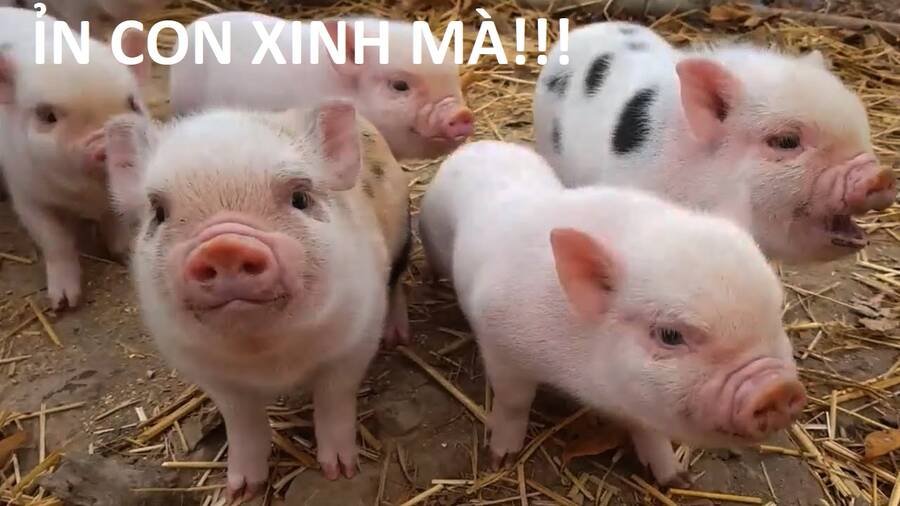 sự lụi tàn của usuzumi chapter 88 64