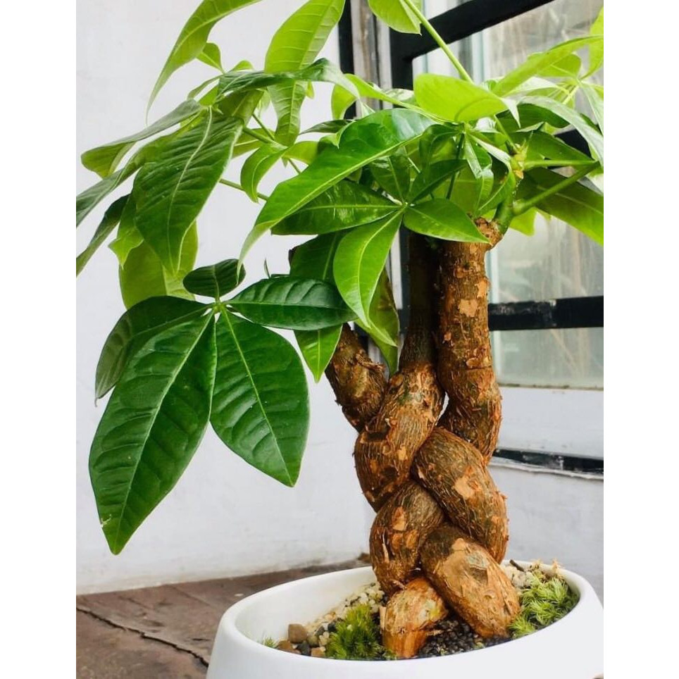 Cây để bàn kim ngân trồng trong đất