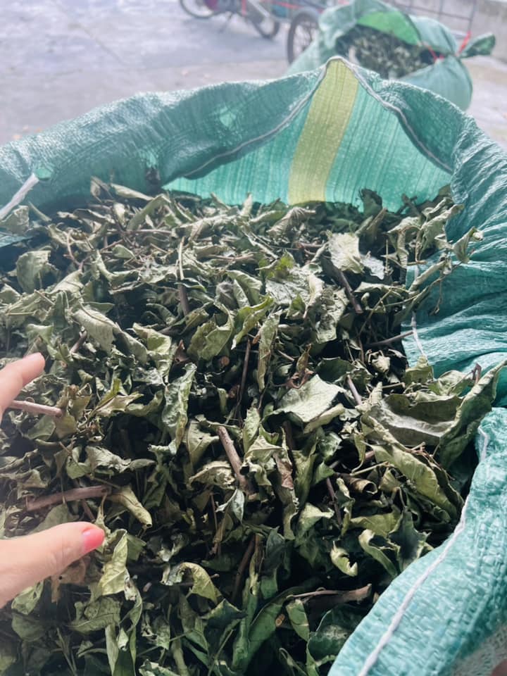 Trà cây xạ đen hòa bình ( Cây xạ đen khô ) - Hỗ trợ ưng thư, tiêu u thanh nhiệt cơ thể - Gói 1kg