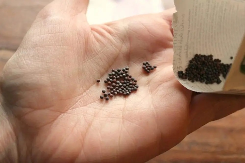 Hạt giống Su Hào Phú Nông gói 0.5gram