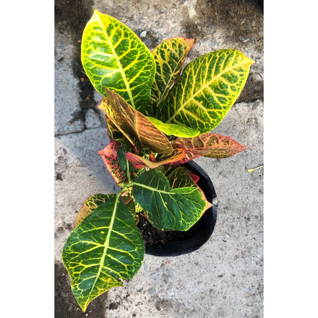 Cây Cô Tòng lá mít đa sắc