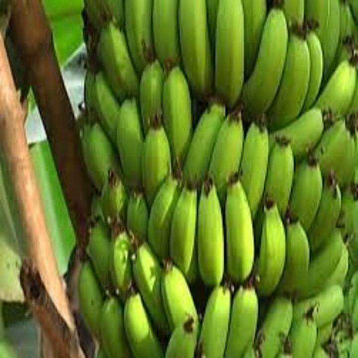 CÂY GIỐNG CHUỐI TIÊU HỒNG