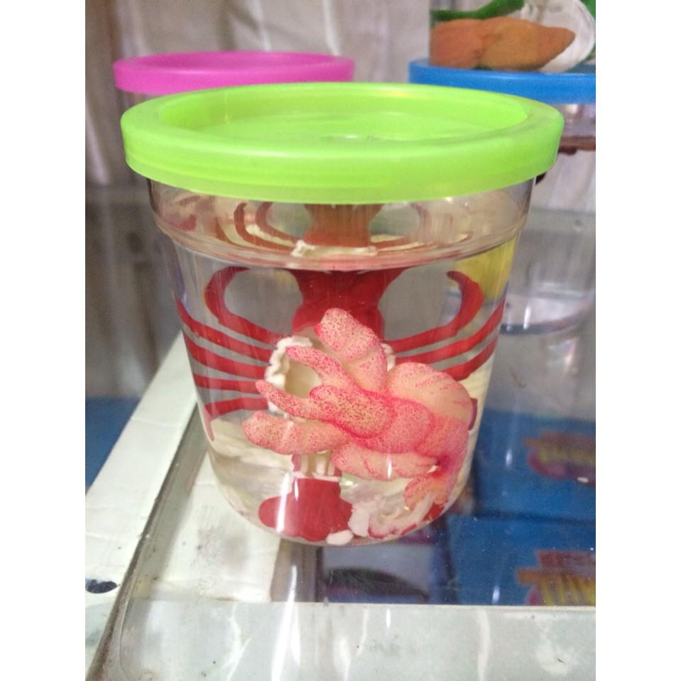 Đồ Chơi ÂP TÔM CON NỞ TRONG NƯỚC - SP348839