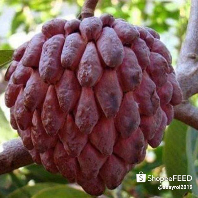 CÂY GIỐNG NA ĐỎ