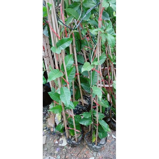 Cây Mai Xanh Hàng Đẹp