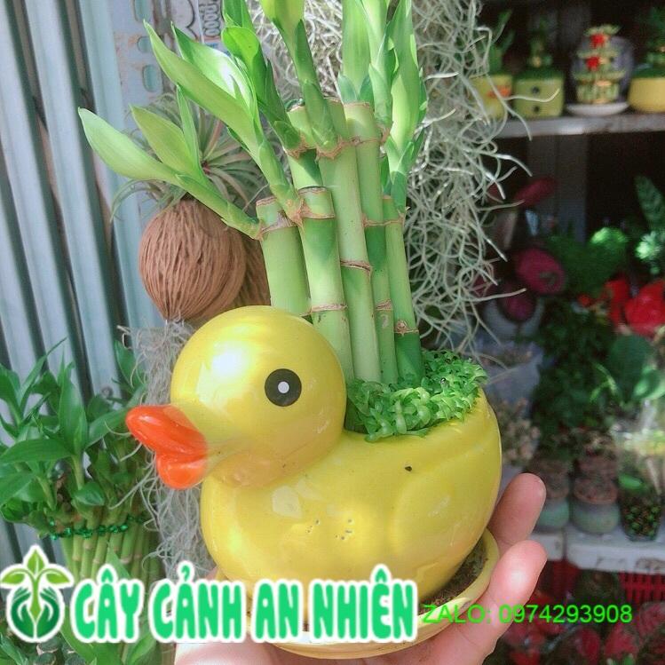 Chậu Trúc Phát Tài Vịt Vàng