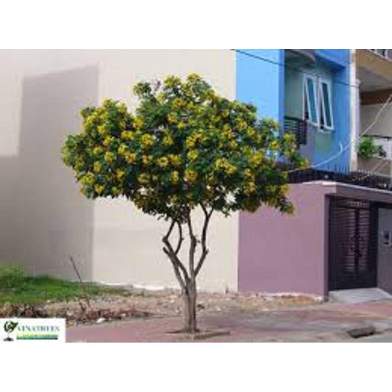 CÂY GIỐNG MUỒNG LÁ LẠC,Muồng Hoa Vàng CÂY SIÊU ĐẸP