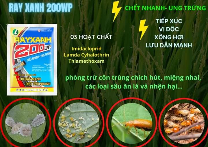 RAYXANH 200WP - Chuyên dùng cho nhà vườn với 3 hoạt chất lưu dẫn