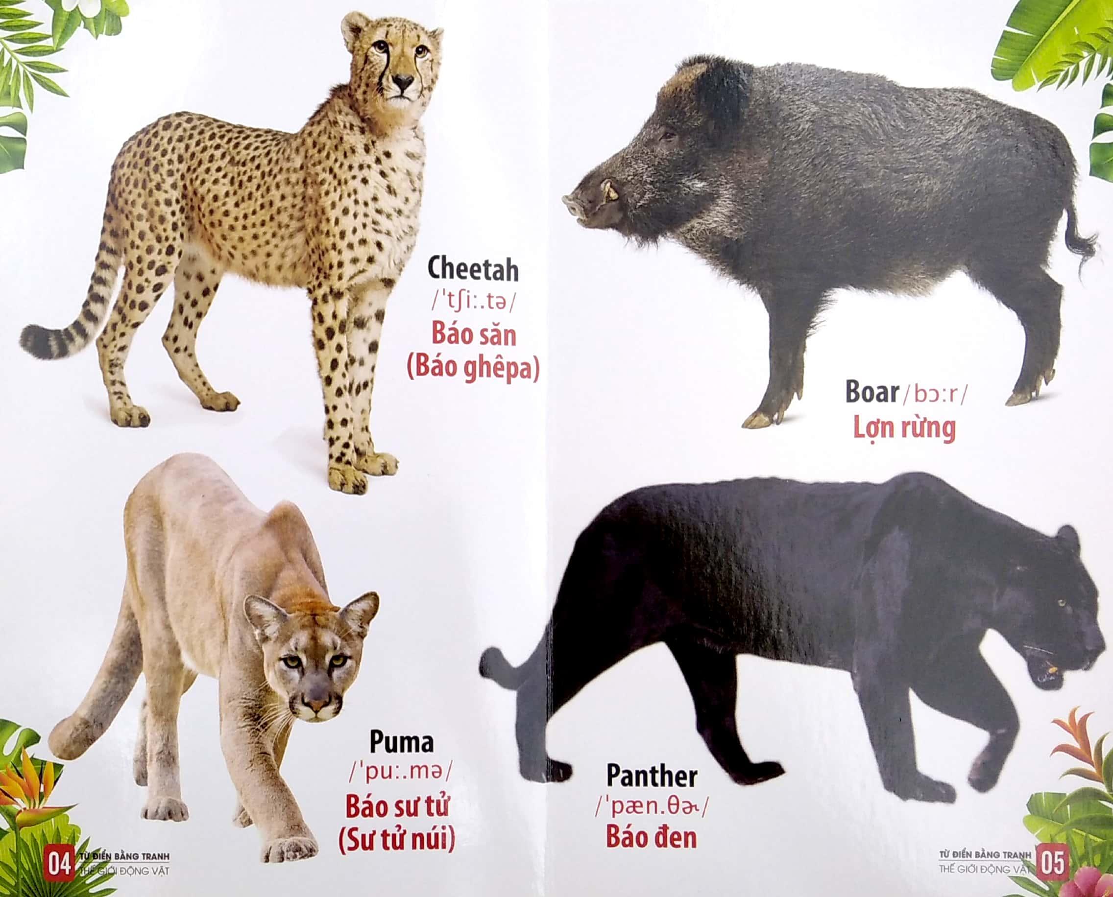 Bộ Sách Từ Điển Bằng Tranh: Động Vật Dưới Nước - Thế Giới Động Vật - Thế Giới Loài Chim