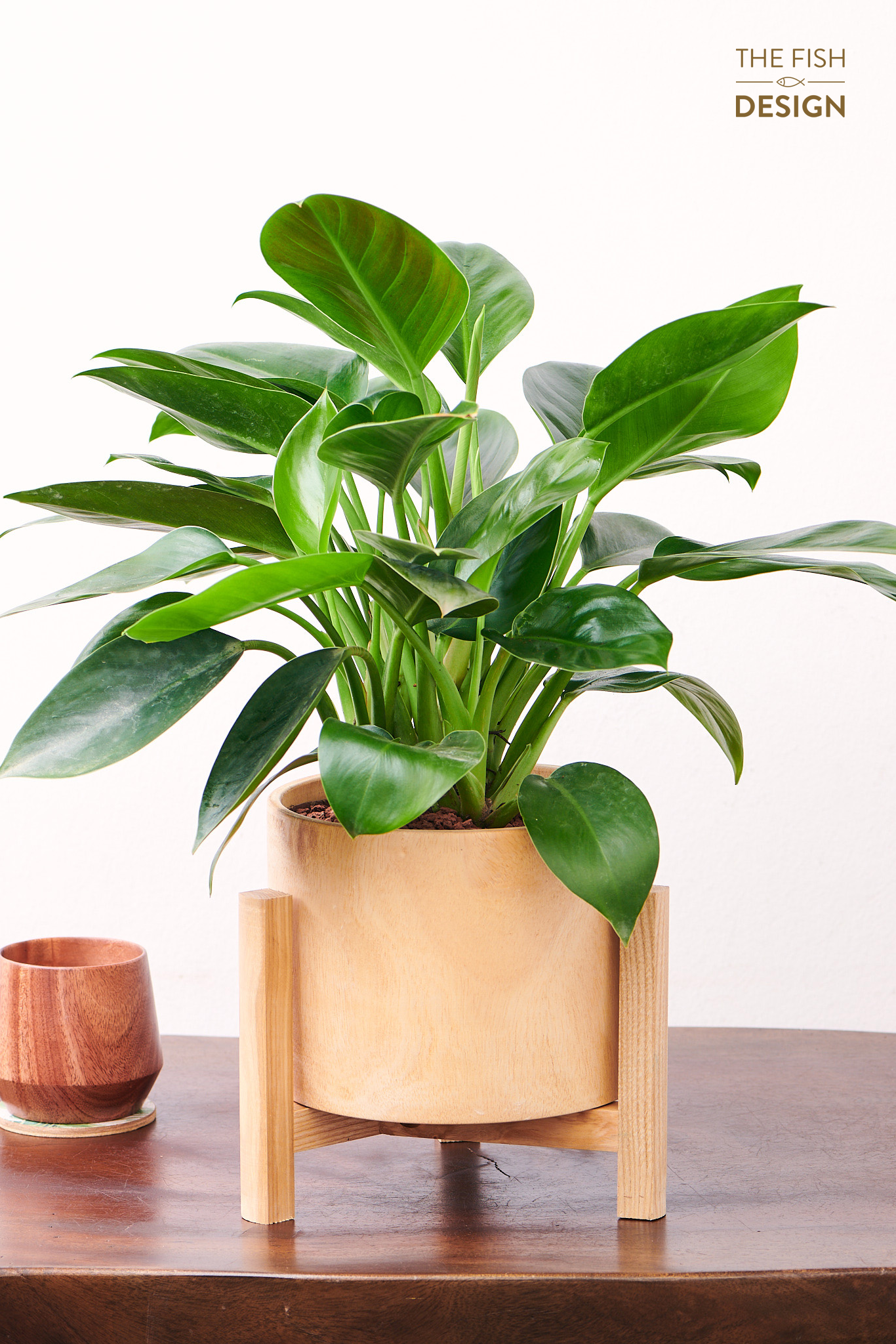 Chậu cây đế vương xanh cho người người mệnh Mộc và Hỏa, mang lại may mắn và thịnh vượng và sự thăng tiến | size LS | The Fish Design