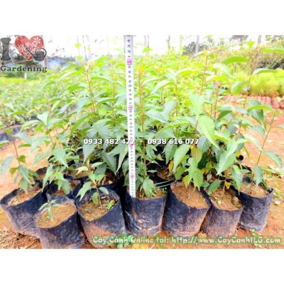 BẦU CÂY GIỐNG HOA ANH ĐÀO NHẬT BẢN