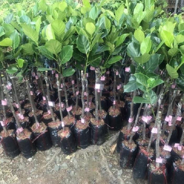CÂY GIỐNG Mít SIÊU QUẢ Malaysia