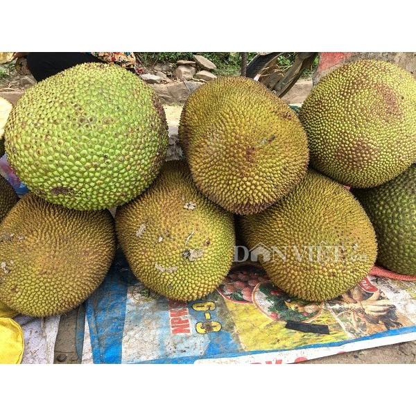 CÂY GIỐNG MÍT TA