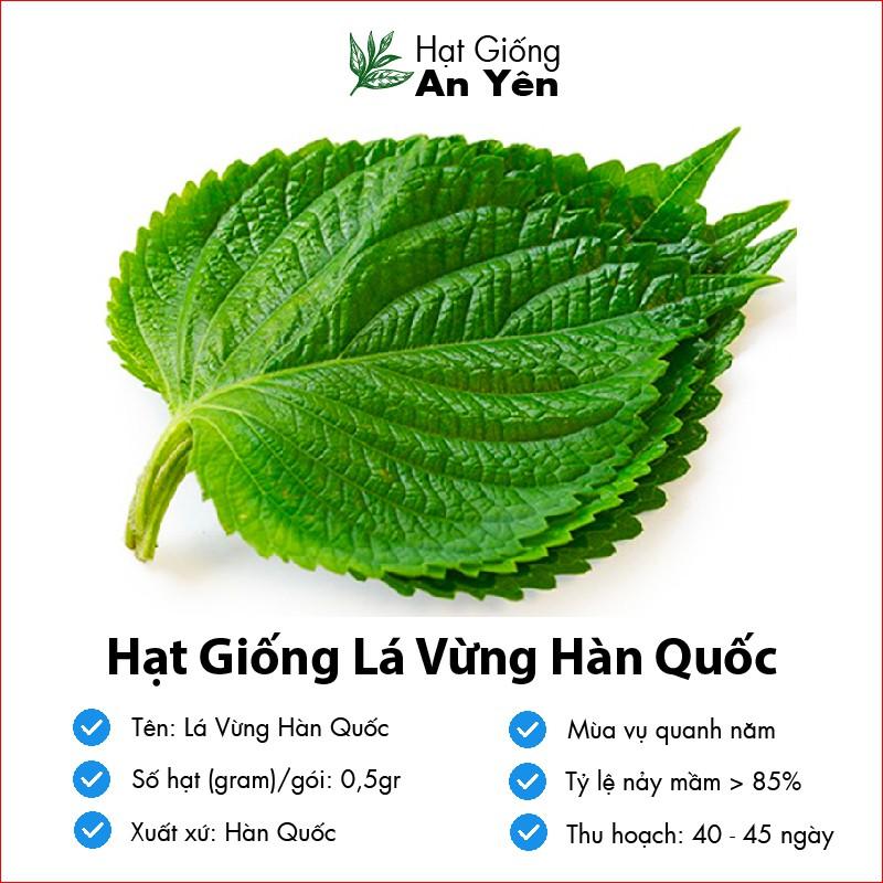 Hạt giống Lá Vừng Hàn Quốc, thu hoạch sớm, dễ trồng, nảy mầm cao, sinh trưởng khoẻ,