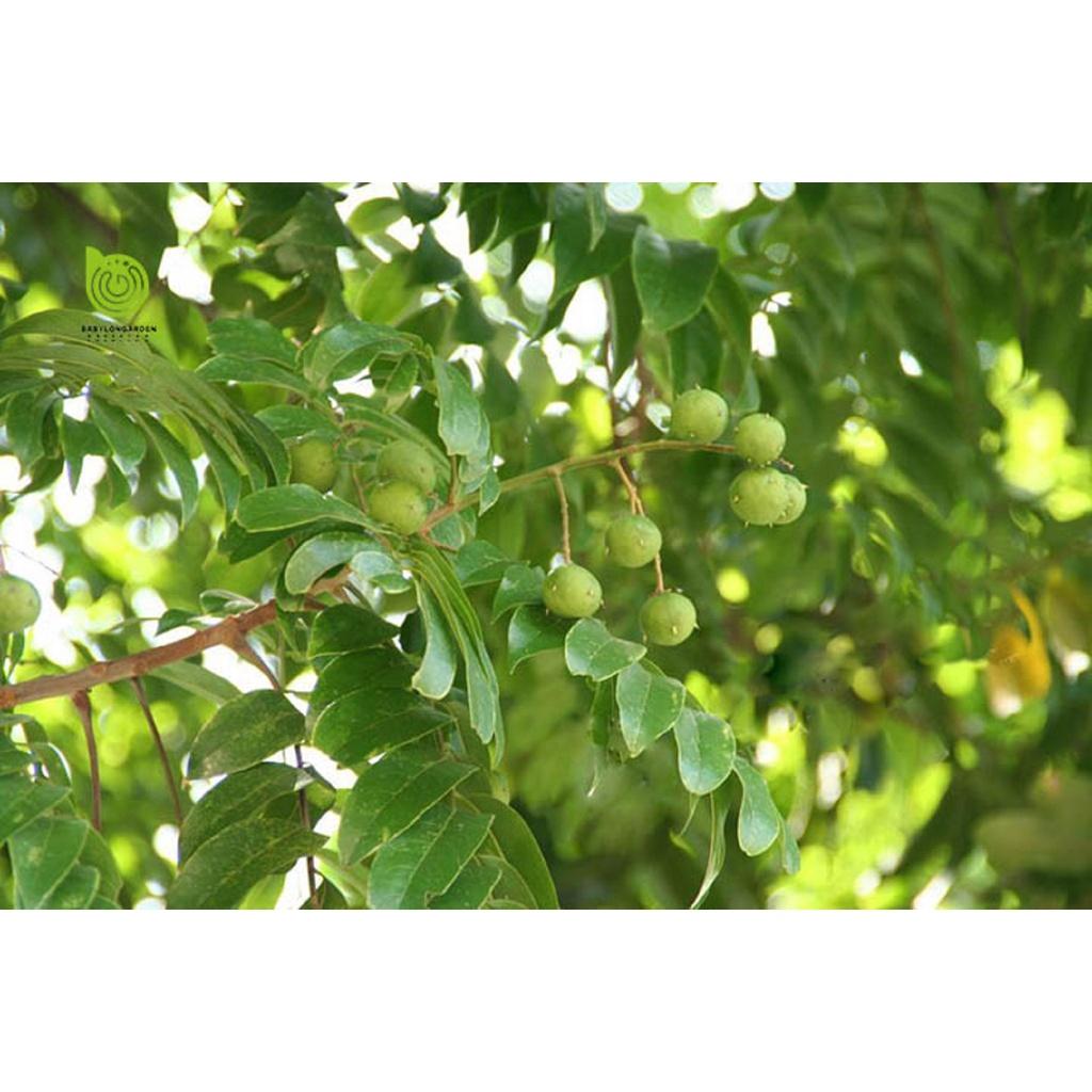 CÂY GIỐNG SẤU GHÉP