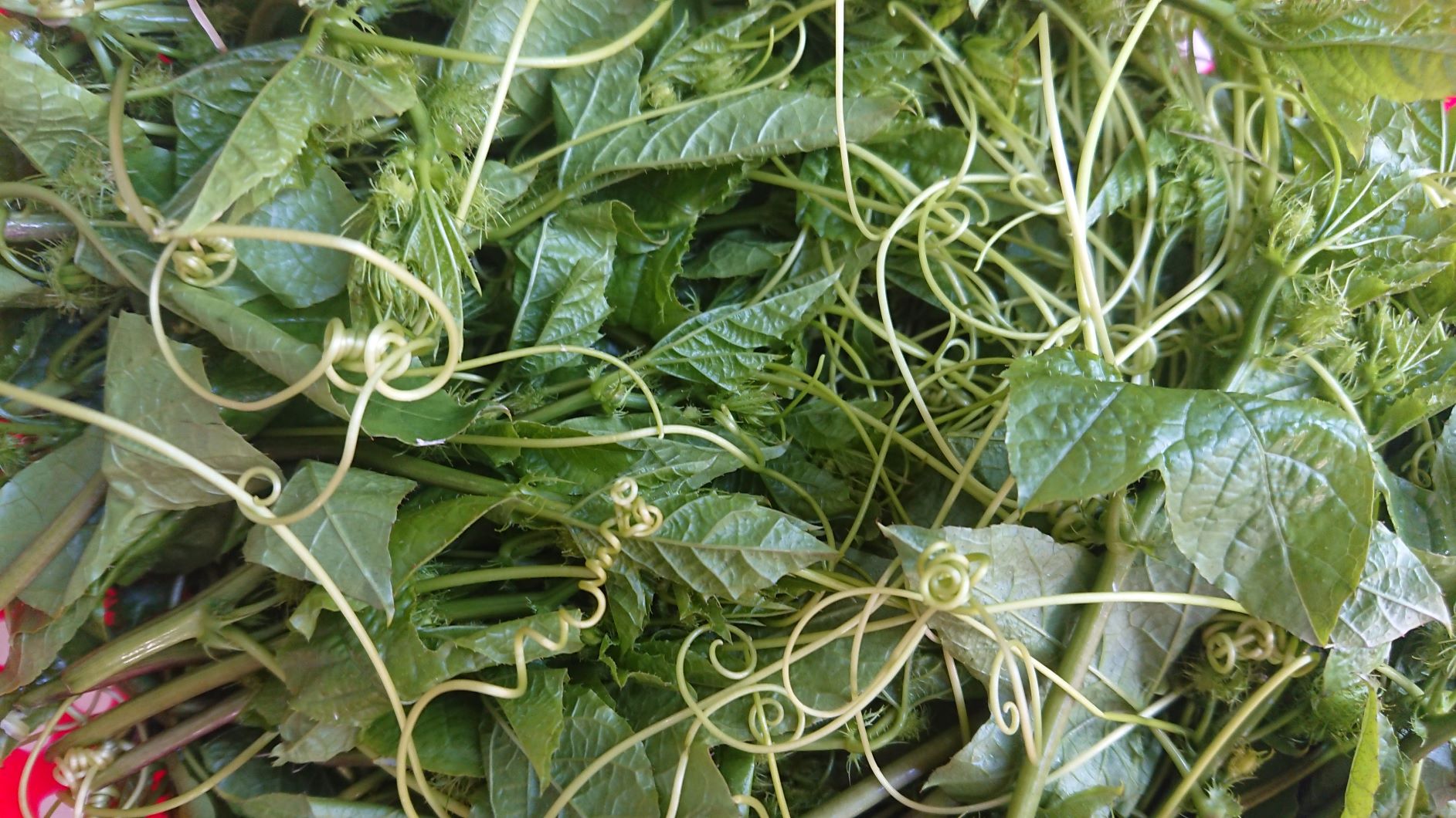 Hạt giống dây nhãn lồng lạc tiên