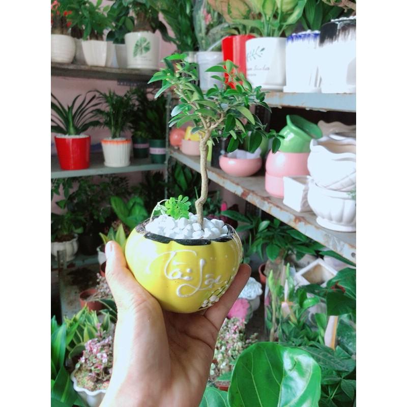 Chậu Cây Kim Quýt Bonsai