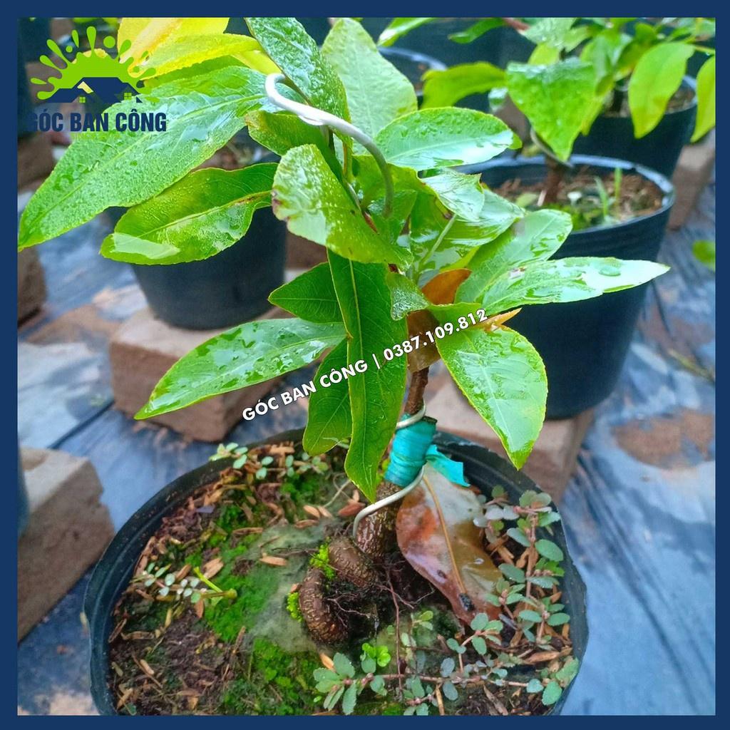 Cây Mai Vàng Bonsai Mini