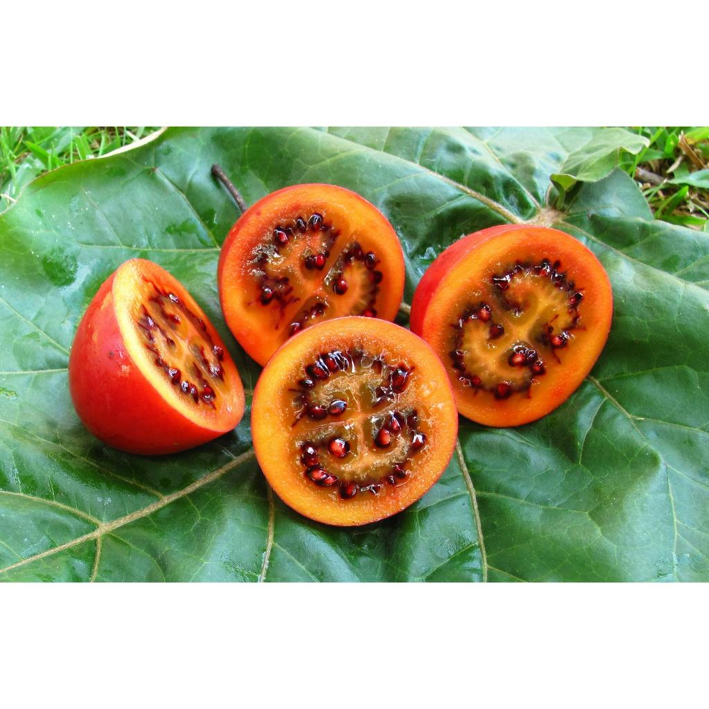 Hạt Giống Cà Chua Thân Gỗ