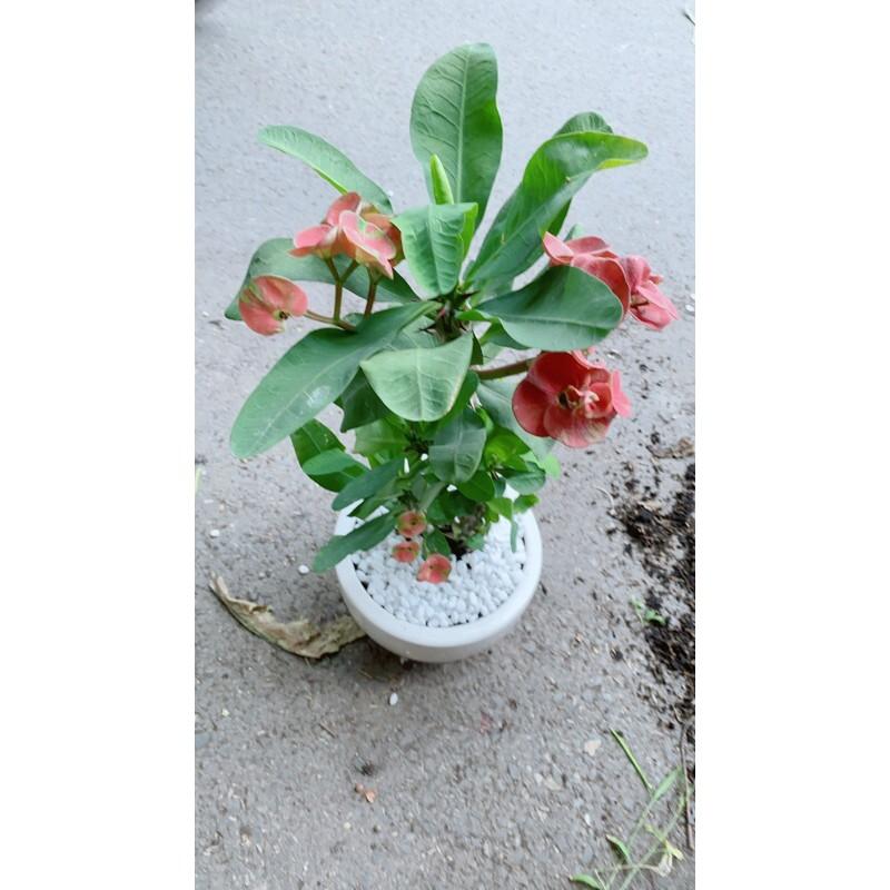 Chậu Cây Xương Rồng Bát Tiên