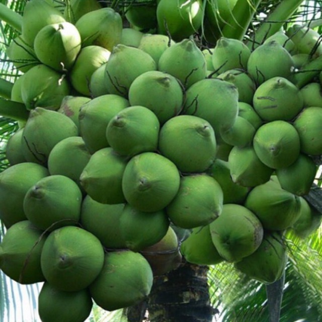 Cây Giống Dừa Xiêm Xanh Ruột Hồng