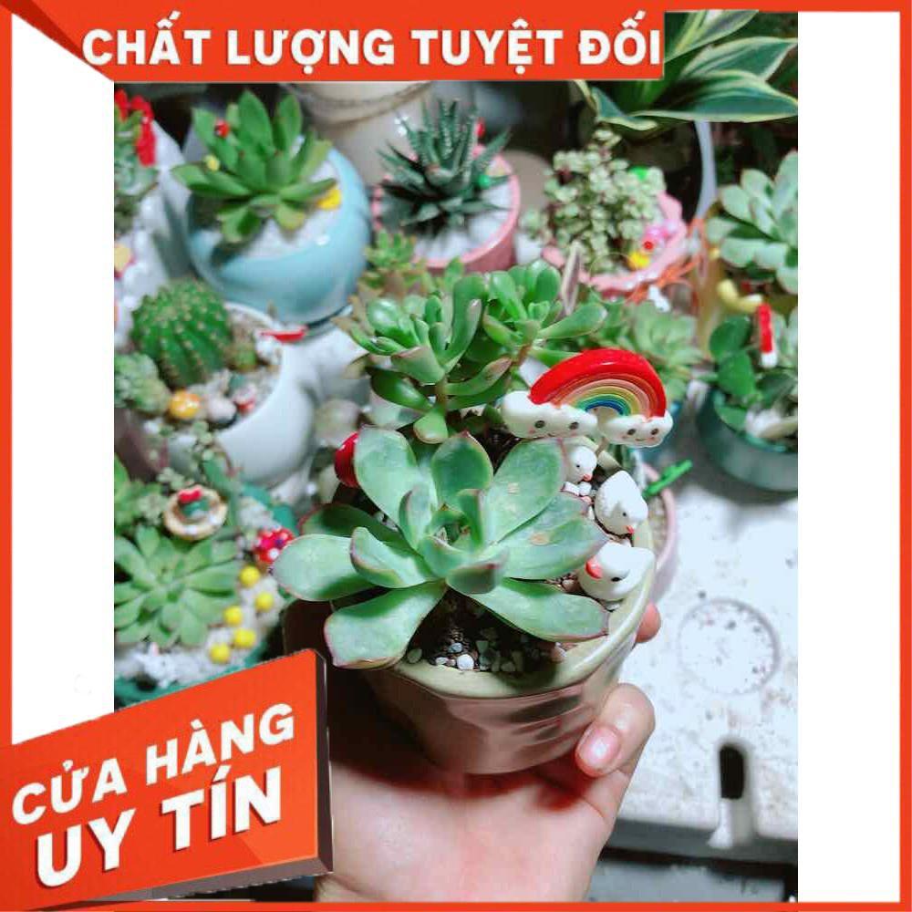 Chậu sen đá tiểu cảnh Nhiều Người Mua