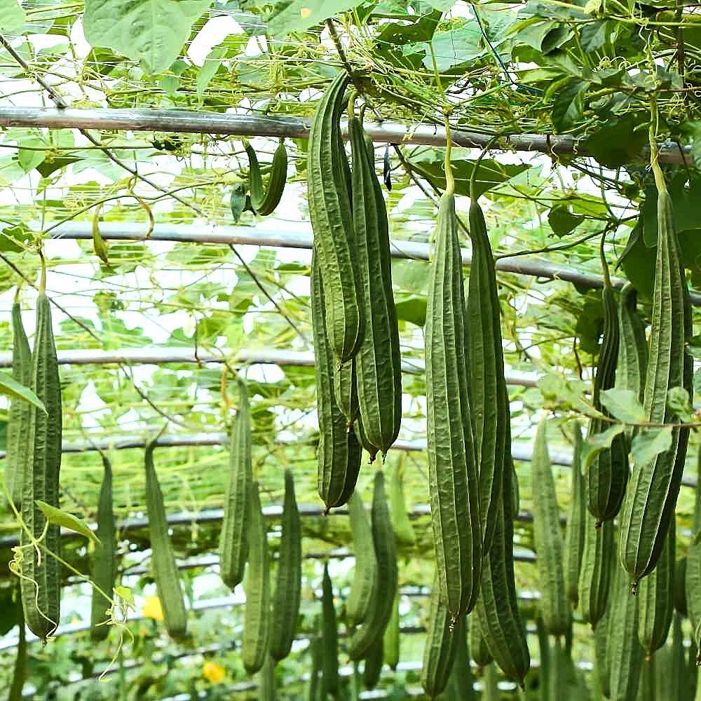 Hạt giống mướp khía gói 10h - Trồng quanh năm