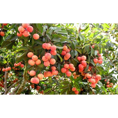 Cây giống Vải không hạt. .