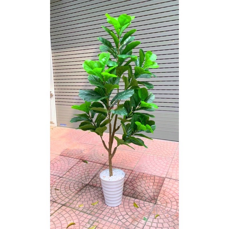Cây bàng singapore giả - cao 160cm - Cây giả, hoa lụa Decor trang trí nhà cửa