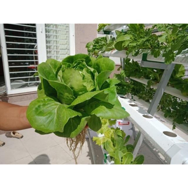 Hạt giống xà lách đăm cuộn