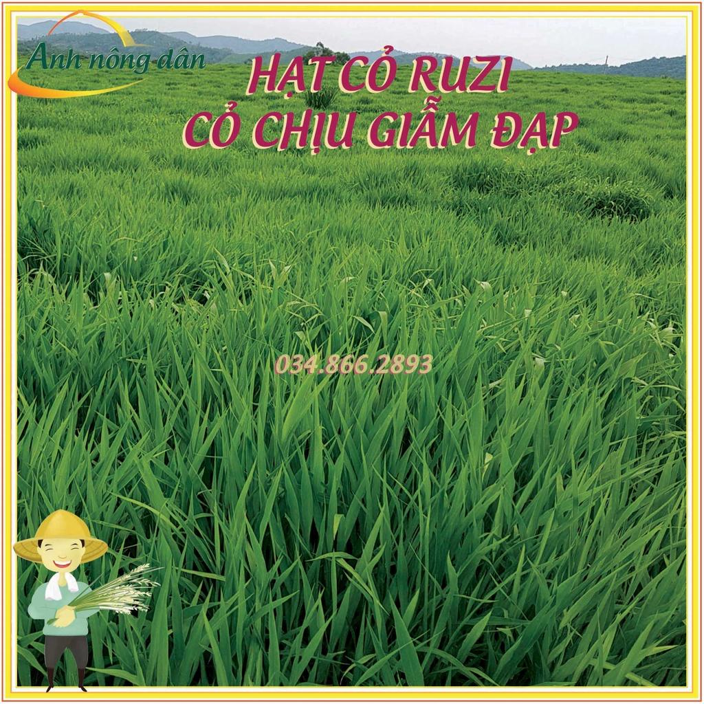 Gói 100g Hạt giống cỏ Ruzi - hạt giống cỏ chịu giẫm đạp, chịu bóng râm
