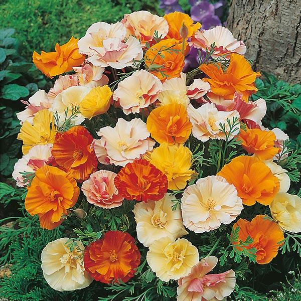 Hạt Giống Hoa Poppy Kép Mix Màu KNS3731 - Gói 50 hạt