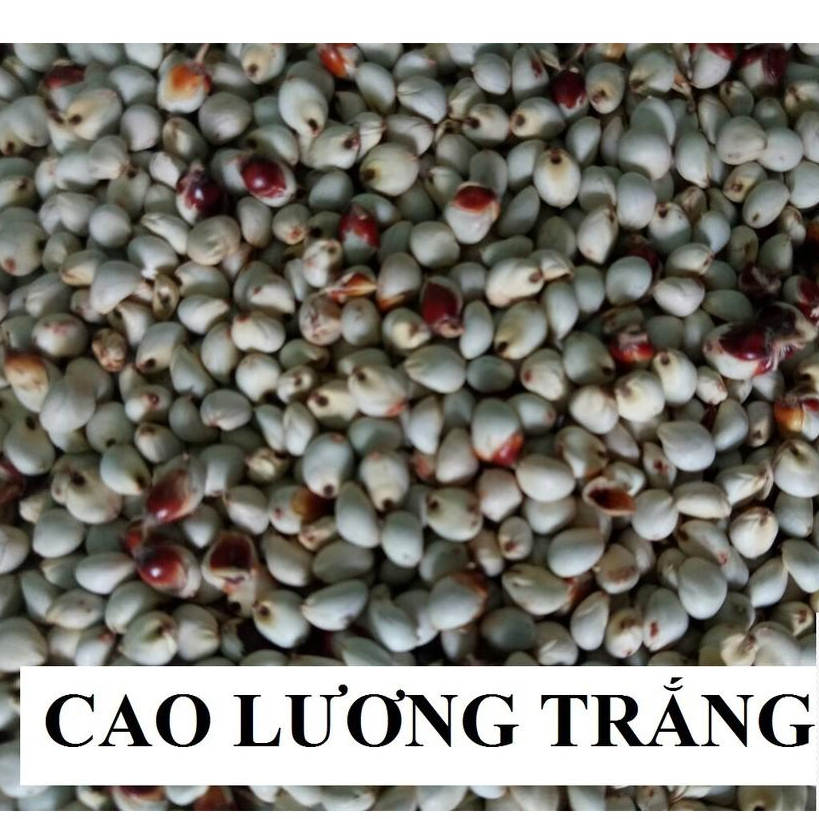 100G HẠT BOBO TRẮNG CHO CHIM,VẸT,HAMSTER VÀ THÚ CƯNG NHỎ
