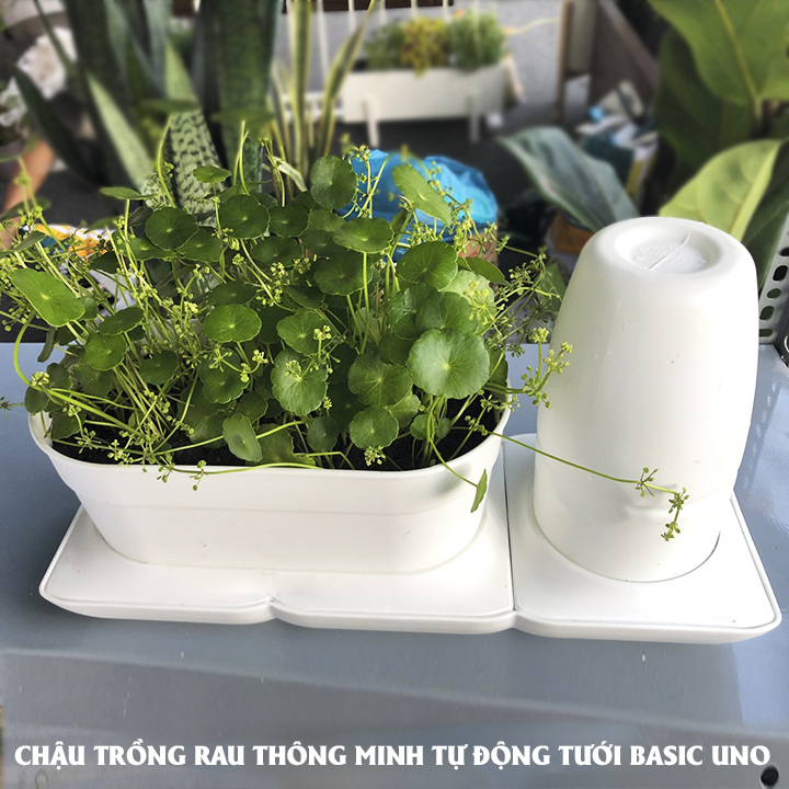 CHẬU TRỒNG RAU THÔNG MINH TỰ ĐỘNG TƯỚI BASIC UNO, TƯỚI NƯỚC TỰ ĐỘNG TRONG 2 THÁNG, SỬ DỤNG 10 NĂM