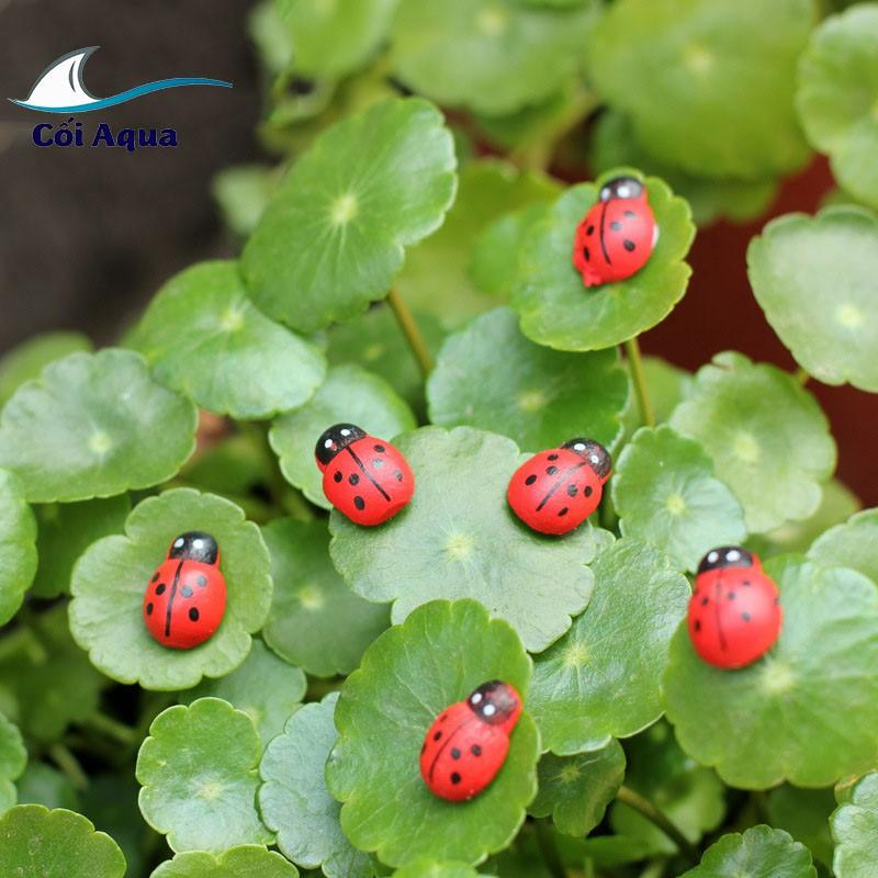 Tiểu cảnh mini ️ Combo 5 Bọ ngũ sắc nhiều màu tiểu cảnh trang trí sen đá, sân vườn, bể cá, bể terrarium