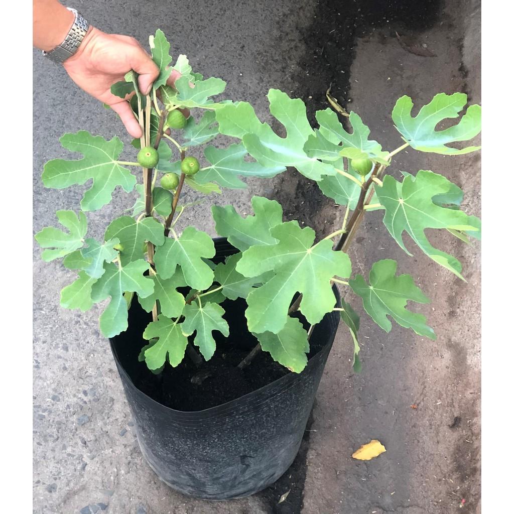 Cây sung Mỹ gốc to đang có trái