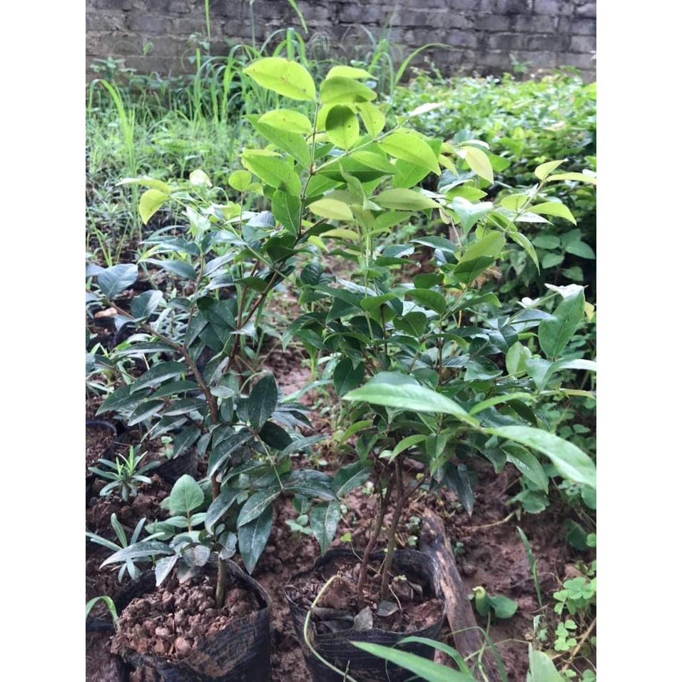 CÂY GIỐNG NHO THÂN GỖ TƯ QUÝ