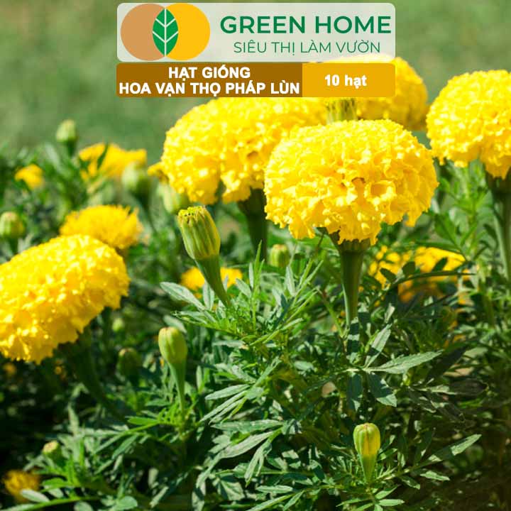 Hạt Giống Hoa Vạn Thọ Pháp Lùn F1 Vàng Chanh GreenHome, Gói 10 hạt, Dễ Trồng Quanh Năm, Trồng Chậu H19