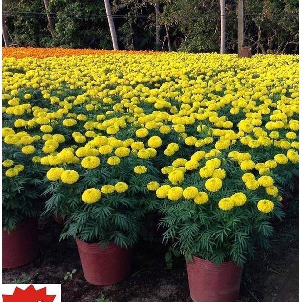 Hạt giống hoa Vạn Thọ vàng chanh Lở F1 - AGRI YELLOW 03M