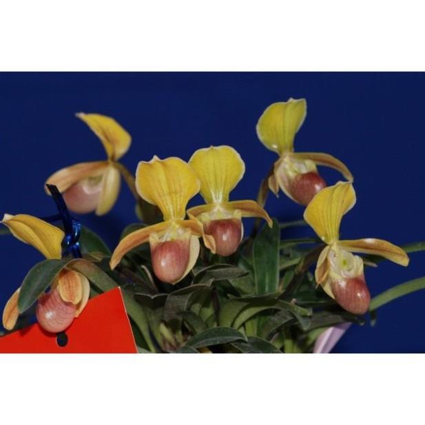 1 bó lan HÀI HELEN RỪNG TUYÊN QUANG- cây giống lan rừng + Tặng 01 cây dâu da đất