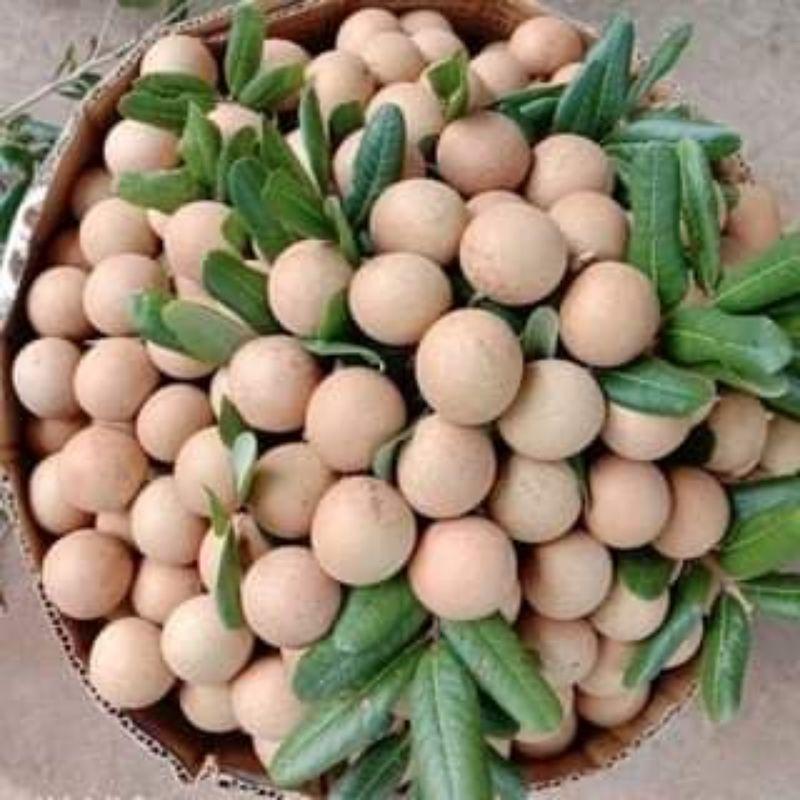 Cây giống nhãn không hạt Thái Lan (12 tháng cho trái)