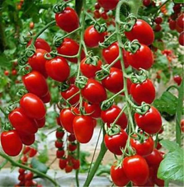 HẠT GIỐNG CÀ CHUA BI