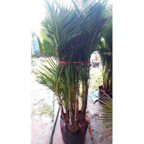 Sản phẩm CÂY CAU LỤA