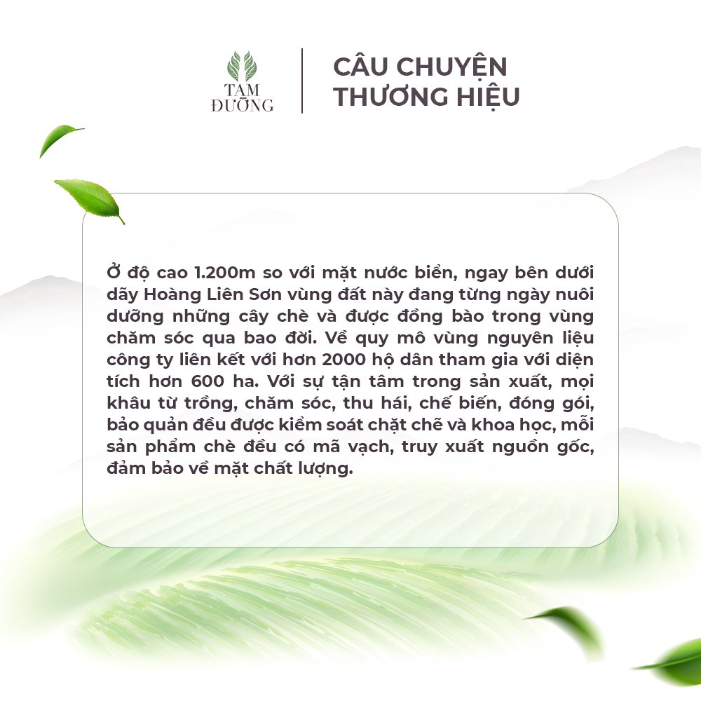 Hồng Trà Túi Hút Chân Không Chính Hiệu Tam Đường