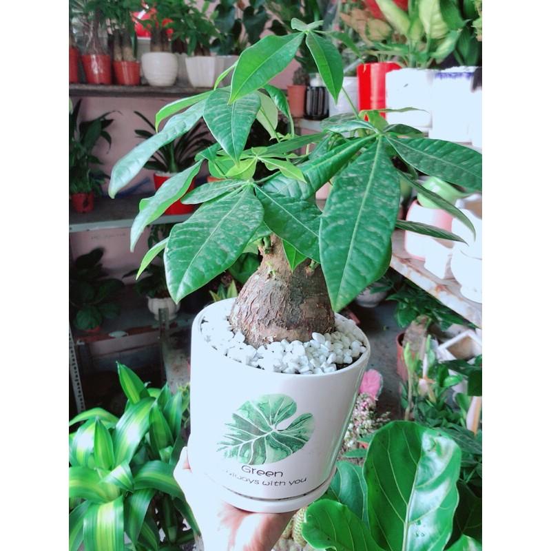 Chậu Kim Ngân 1 Thân