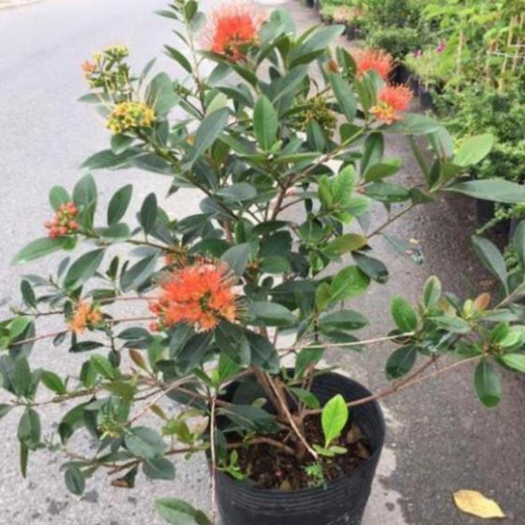 Cây mai thái siêu hoa , cây đẹp, giống chuẩn
