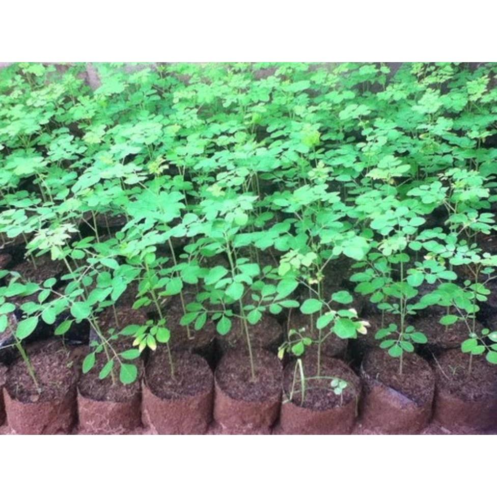 COMBO 2 CÂY GIỐNG CÂY RAU CHÙM NGÂY VUA CỦA CÁC LOÀI RAU- SIÊU KINH TẾ- CAM KÊT GIỐNG CHUẨN F1
